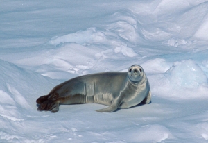 Krabbeetersel (Lobodon carcinophagus) på isen i Antarktis.