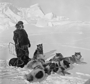 Helmer Hanssen med et hundespann på seljakt, Hvalbukta, Antarktis, 1911-1912