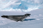 Did you know that the leopard seal is a dreaded predator in Antarctica?