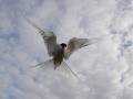 Did you know that the Arctic tern flies between the Arctic and Antarctica?