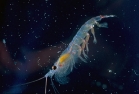 Did you know that krill is a vital food source for several species in Antarctica?