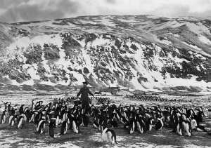Per Savio has been to fetch water and is surrounded by Adelie penguins